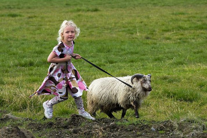 líney sif með steinsa Glöggir lesendur sáu að um hrút var að ræða en ekki gimbur. Fréttablaðið/vilhelm