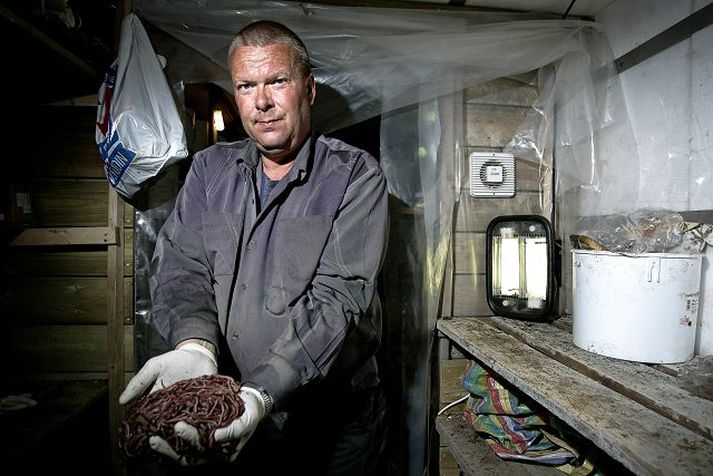 Mörgum finnst þetta fremur ókræsilegur atvinnuvegur en ekki Guðmundi sem talar um heillandi heim maðksins – sem hann sannarlega er. Gagnsemi ánamaðksins er óumdeilanleg.fréttablaðið/arnþór