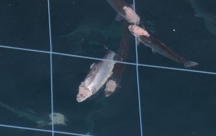 Lax úr kvíum Arctic Fish í Tálknafirði. Myndirnar voru teknar föstudaginn 27. október síðastliðinn.