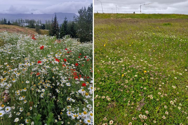 Myndirnar eru af Veljandi villt svæðum í Mosfellsbæ.