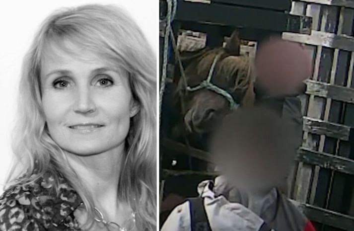 Yfirdýralæknir segir MAST sinna víðtæku eftirliti með blóðmerahaldi en ekki geta fylgst með hverri einustu blóðtöku á hverri einustu hryssu. 