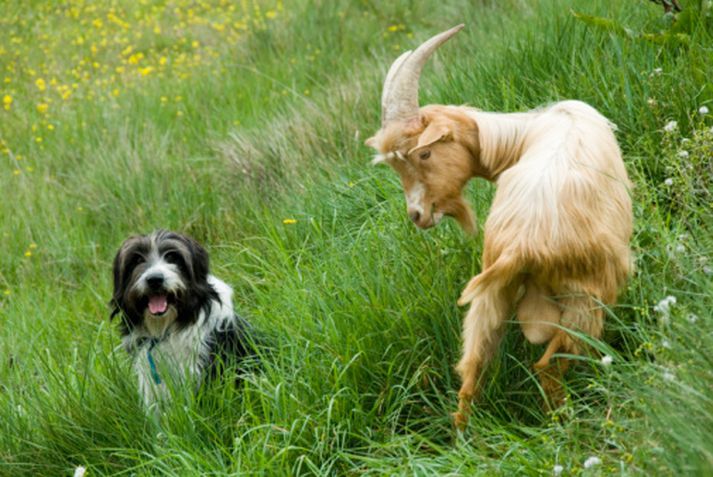 Þetta par í frönsku ölpunum er ekki tengt fjölskylduböndum eins og Billy og Lilly.