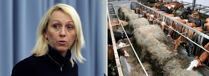 Unnur vill sjá norskar rauðflekkóttar kýr á Íslandi.