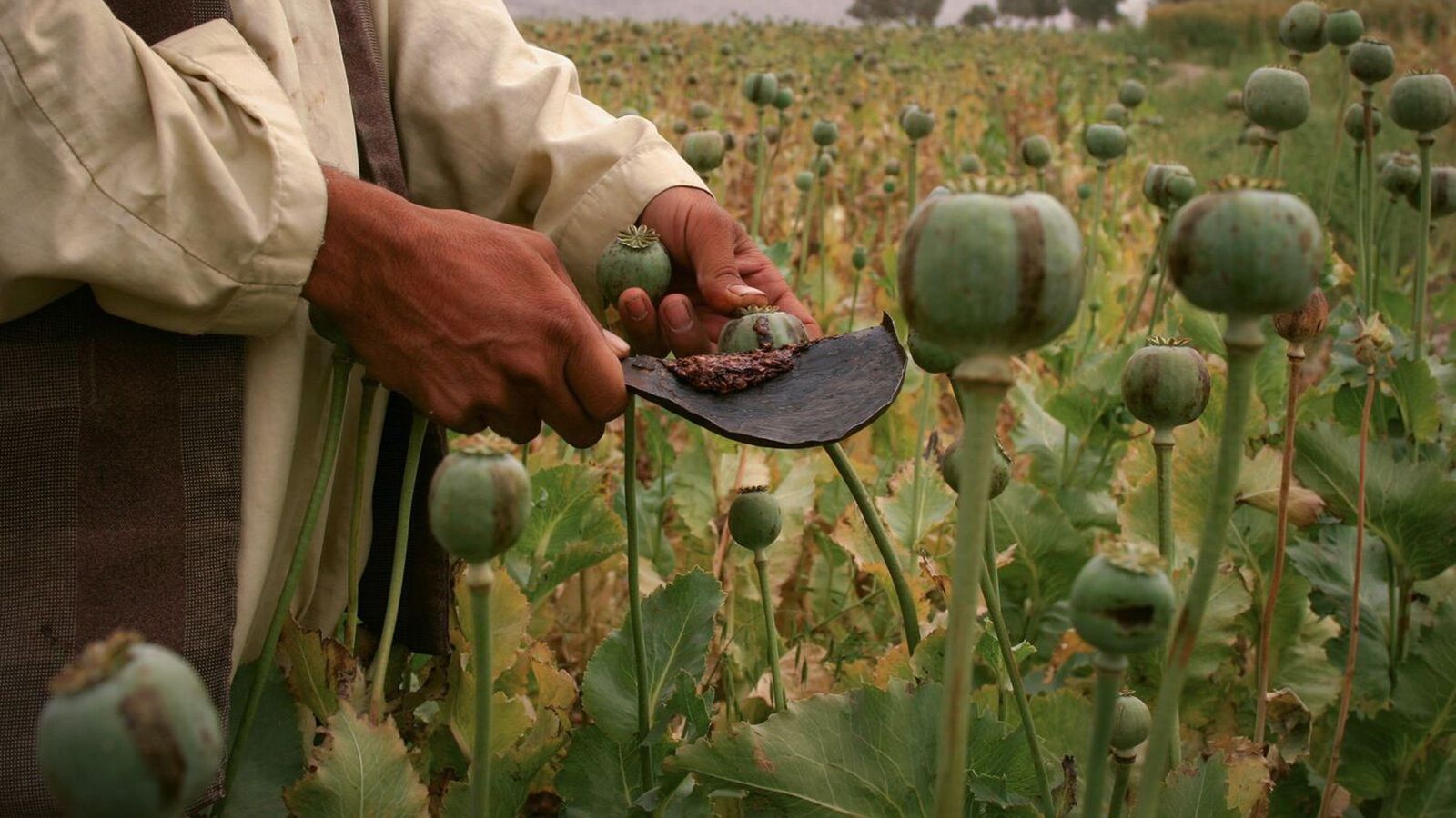 Vörpuðu milljörðum erfða­breyttra fræja yfir akra Afgan­istan