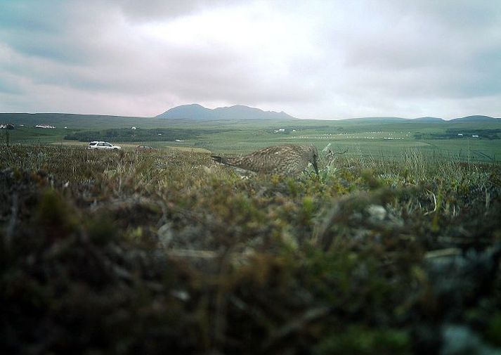 Þetta lamb náðist á mynd að gæða sér á eggjum úr spóahreiðri. Þetta er þekkt fyrirbæri en hér á landi hefur ekki verið rannsakað til hlítar hve stórtæk sauðkindin er í eggjaáti. Myndir/Borgný Katrínardóttir