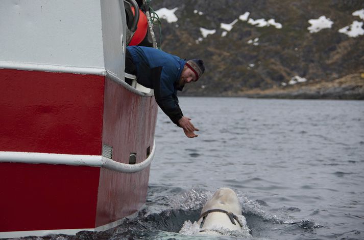 Sjómenn fundu mjaldurinn úti fyrir Finnmörk í lok apríl. Hann þótti grunsamlegur þar sem hann hafði utan um sig beislu, sem þótti benda til þess að hann hefði hlotið þjálfun hjá rússneska sjóhernum.