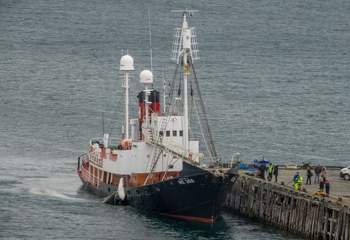 Hvalur 8 kominn með afla að bryggju í hvalstöðinni í Hvalfirði síðastliðið sumar.