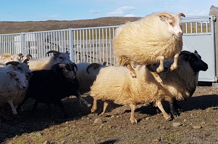 Bændur í Austur-Húnavatnssýslu hafa áhyggjur af stöðu riðumála eins og bændur í öðrum landshlutu, ekki síst eftir að riða greindist á tveimur bæjum í sýslunni við hliðina á þeim, Vestur-Húnavatnssýslu.