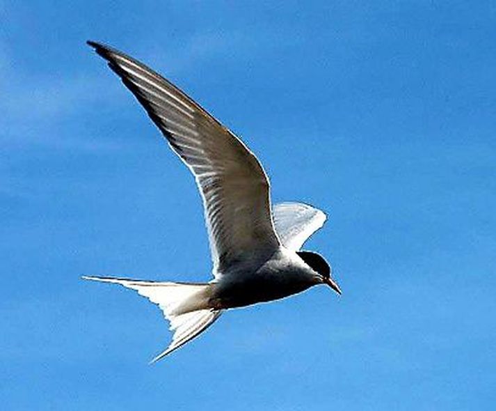 Krían gleður menn á Akureyri.