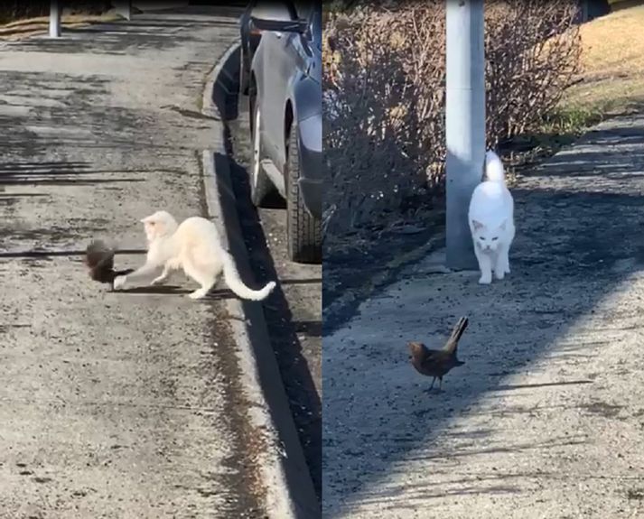 Þrösturinn virtist óhræddur við köttinn.