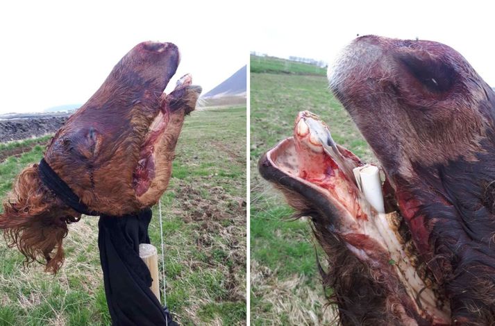 Hrosshaus á stöng við afleggjarann upp að Skrauthólum. Myndin var tekin fyrr í dag.