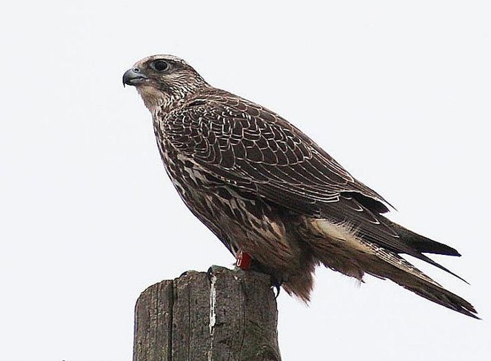 Kvenfálkinn AU var merktur í S-Þingeyjarsýslu sumarið 2011 en hafði vetursetu og sumardvöl á Suðurlandi árið 2012. mynd/Ólöf Helga haraldsdóttir