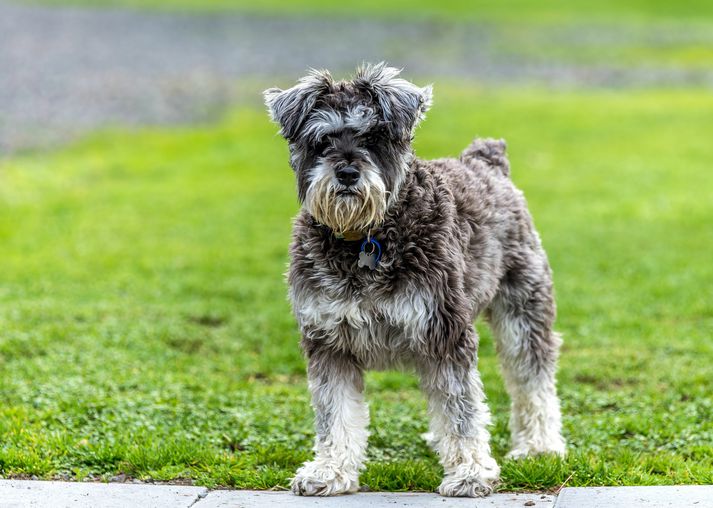 Þorkell sagði að hann minnti að hundurinn væri af Schnauzer gerð, en var ekki viss. Hundurinn hefði allavegana ekki verið stór.