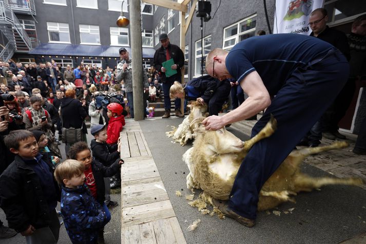 Það kunna ekki allir að rýja sauðfé.