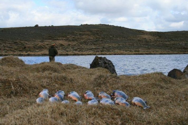 Góð veiði í litlu heiðarvatni