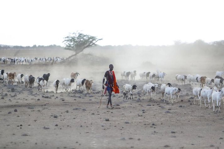 Maasai-maður á gangi með hjörð sína í leit að beitilandi.