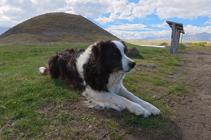 Hundurinn Lappi bíður eftir ferðamönnum á áningarstaðnum í Vatnsdalshólum.