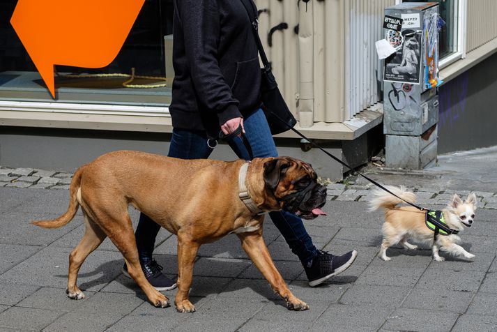 Verði tillögur MAST að veruleika þurfa innfluttir hundar að dvelja í sóttkví í tvær vikur en ekki fjórar eins og verið hefur.