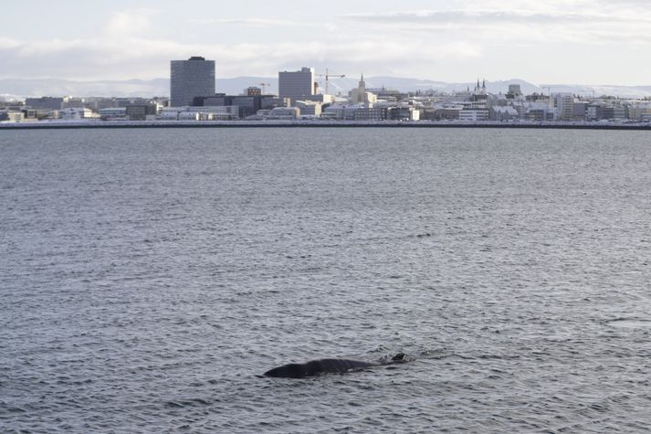 Síðast sást til andarnefjunnar á svamli úti við Örfirisey.