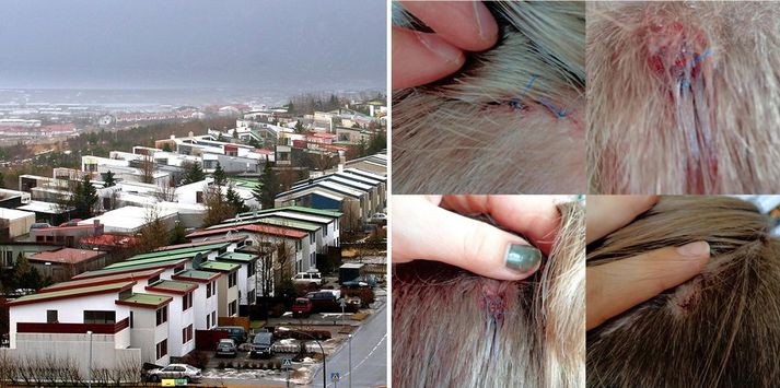 Halldór hlaut áverka á höfði, alls fjóra skurði og sauma þurfti þrjú spor í tvo þeirra.