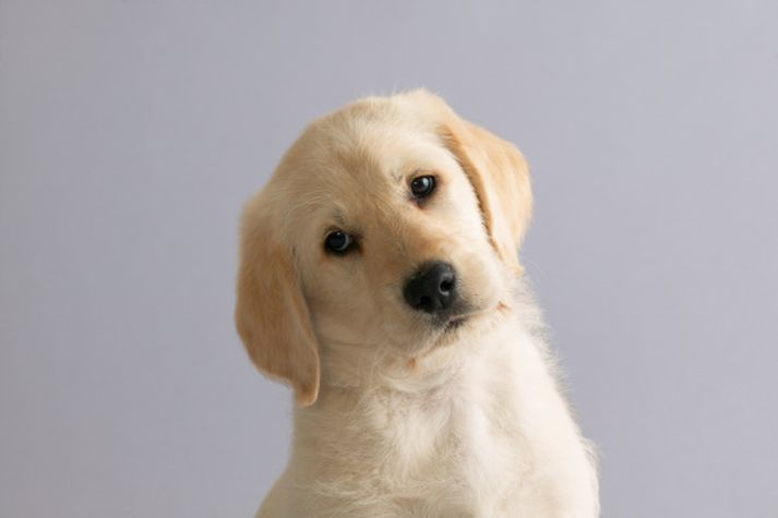 Hvolpur af sömu gerð og sá sem datt í það.