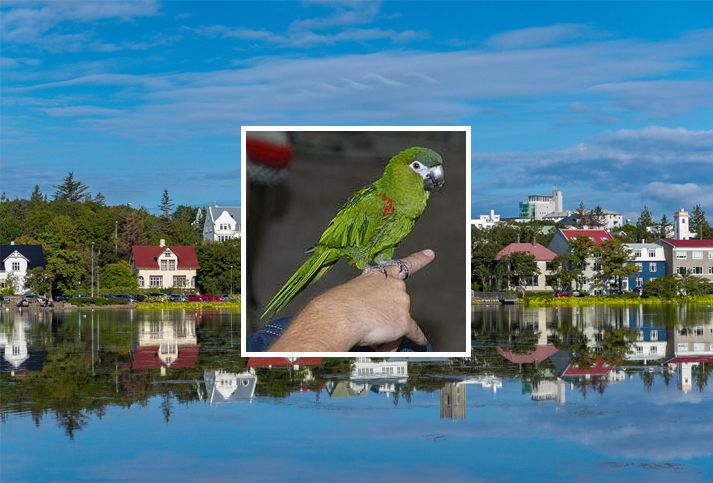 Mímí er týndur og eigandi hans vill fá hann heim.