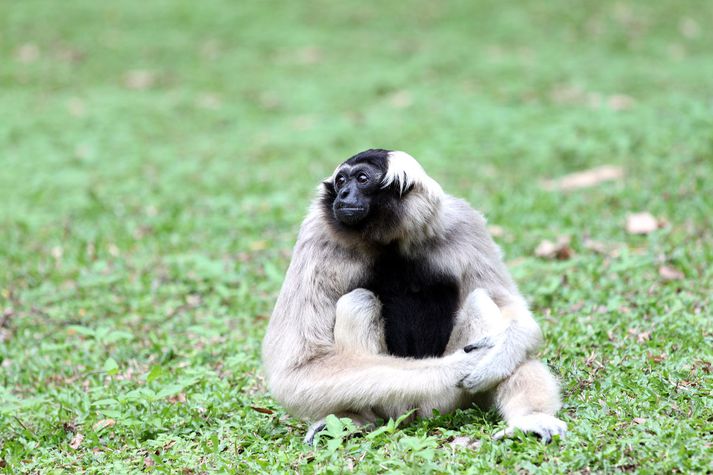 Api af tegundinni langur. Myndin tengist fréttinni ekki beint.