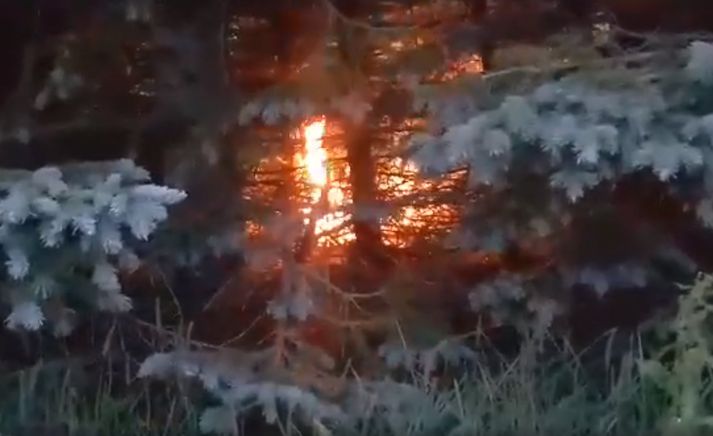 Eldurinn logaði glatt á milli trjánna.