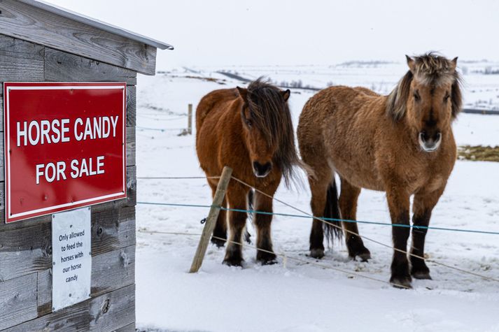 Fá pör urðu á vegi ljósmyndara Vísis á Gullna hringnum í gær. Þetta hestapar beið þess að fá hestanammið sitt sem hefur væntanlega verið af skornum skammti undanfarnar vikur.