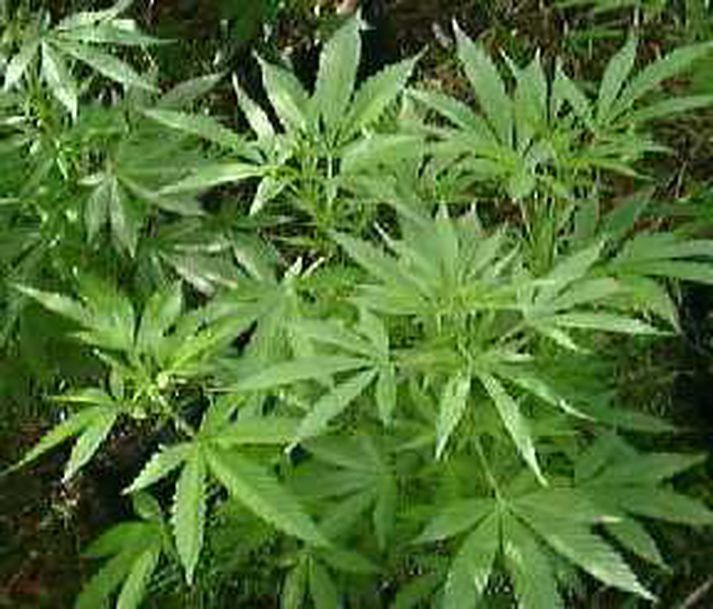Kannabisplöntur.