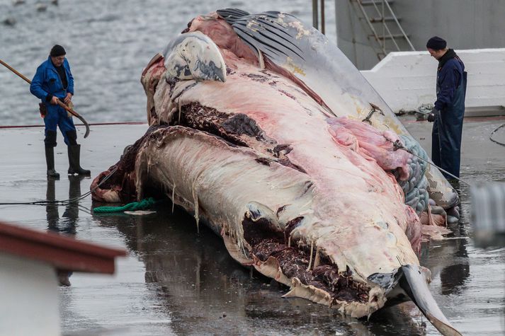 Þá gagnrýnir stjórn SAF þá niðurstöðu fyrrnefndrar skýrslu að "engar vísbendingar séu um að hvalveiðar hafi orðið til þess að margir hafi hætt við Íslandsferð“ og að "sennilega hafi hvalveiðar lítil áhrif á ferðamannastraum til landsins“.