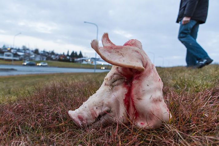 Tilgangur þeirra sem dreifðu svínshausunum og blóðugum síðum úr Kóraninum á lóð Félags múslima á Íslandi var að vanhelga lóðina. 
Fréttablaðið/Vilhelm