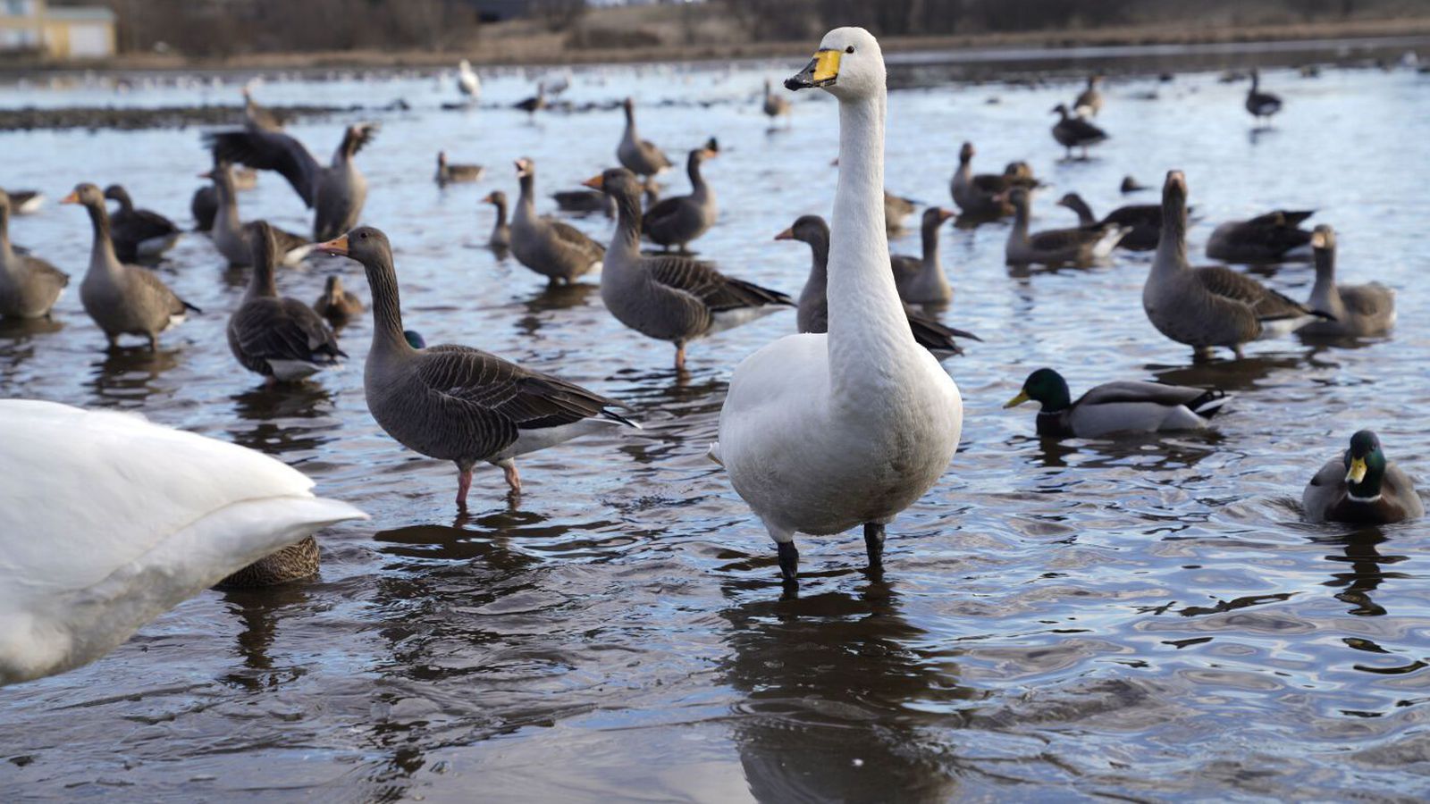 Aldrei eins lítið í læknum og fuglunum er tekið að fækka