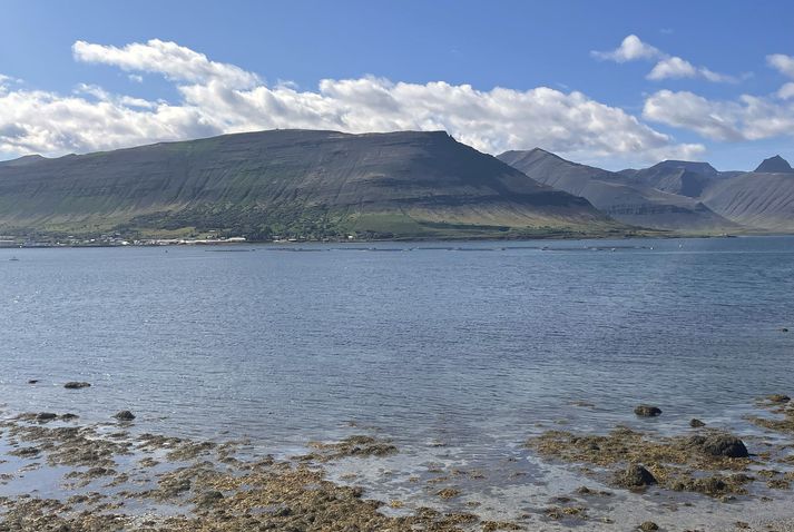 Eldiskvíar Arctic Fish undan Gemlufalli í Dýrafirði. Þingeyri og Sandafell í baksýn.