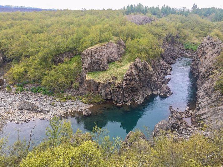 Selskógur er um kílómetra í loftlínu frá Dalseli.