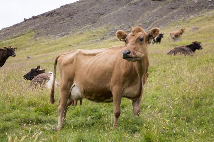 Mjólkuriðnaðurinn er undanskilinn ákvæðum samkeppnislaga hvað varðar samráð.