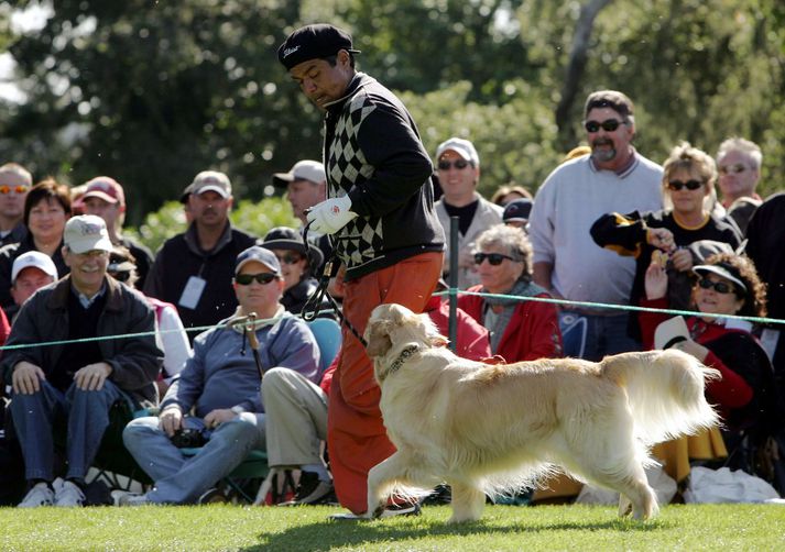 Þessi hundur er vel þjálfaður í að finna golfbolta