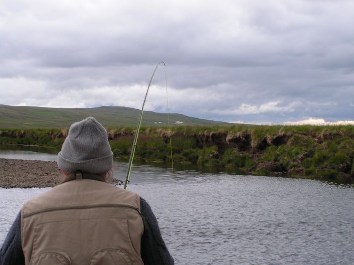Lax þreyttur í Hólmahyl í Hrútafjarðará.