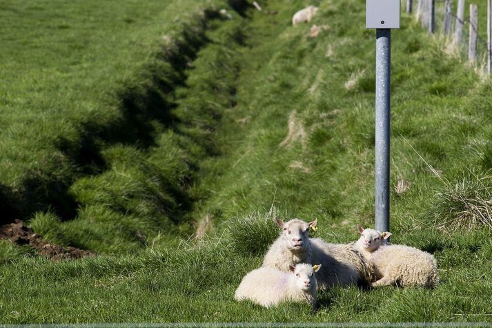 Lömbunum, sem þarna lágu með móður sinni í grasinu og nutu sumarblíðunnar, var ef til vill slátrað nokkrum mánuðum síðar.