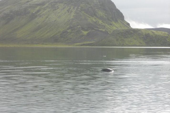 Aðeins sést í eitt dekk rútunnar.