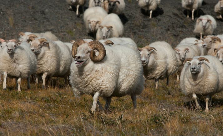 Riðan í Húnaþingi tengist ekki riðuveikinni sem kom upp í Skagafirði í vetur.