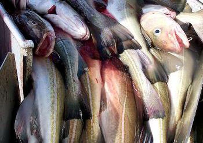 Fiskifræðingar hafa miklar áhyggjur af þorskstofninum í Norðursjó.