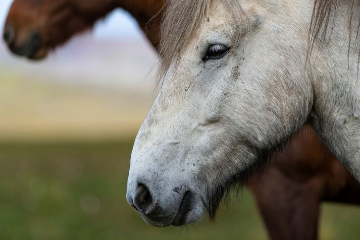 Tveir íslenskir hestar í Þýskalandi voru felldir vegna veirunnar.