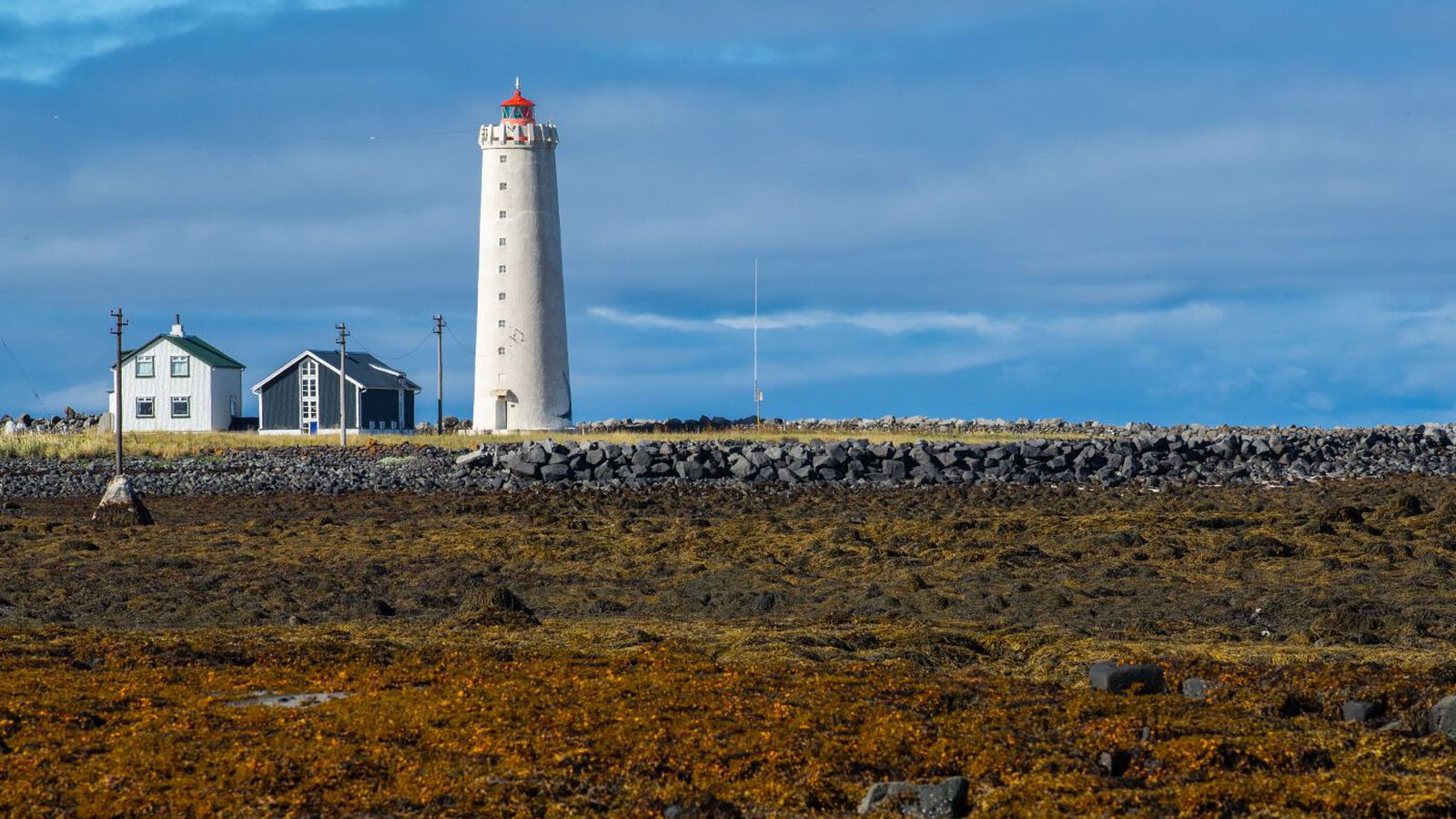 Brúnþari geti nýst til að græða sár og byggja bein