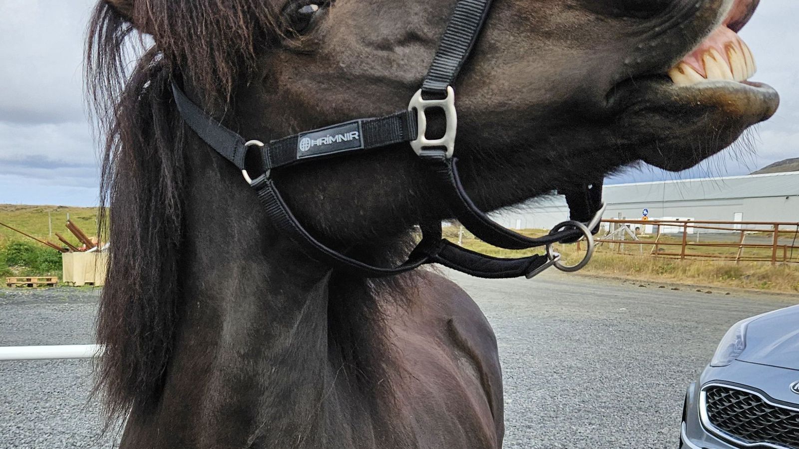 Vildi fá hestinn endur­greiddan þar sem hann var með aukatönn