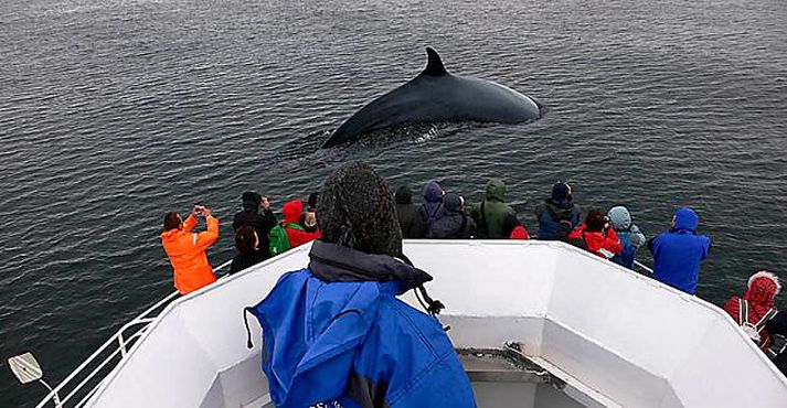 Að mati framkvæmdastjóra Hvalaskoðunarfyrirtækja brutu leyfisveitingar fyrir hvalveiðar gegn jafnræðisreglum 65. greinar stjórnarskrárinnar og stjórnsýsluréttar.