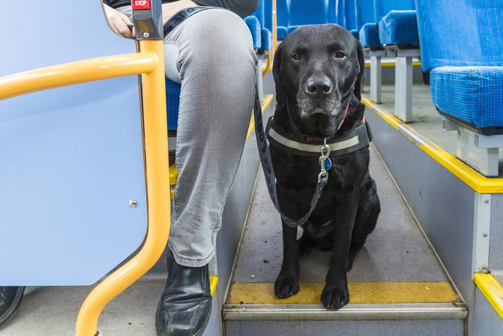 Labradorhundurinn Neró er pollrólegur og til mikillar fyrirmyndar í strætisvagninum.