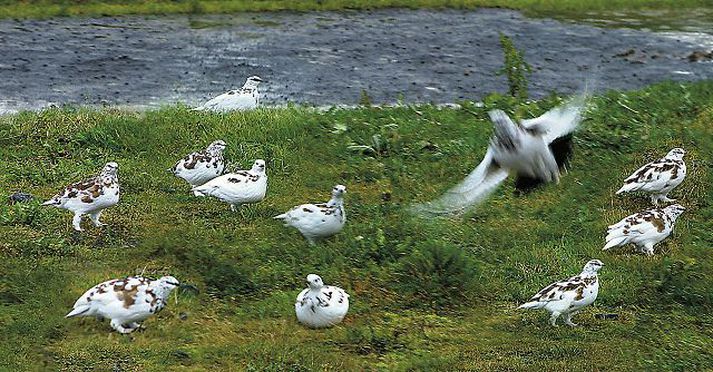 Rjúpnastofninn náði fimm til sex milljónum fugla þegar best lét. Stofninn var aðeins 60 þúsund fuglar fyrir fáum árum. fréttablaðið/gva