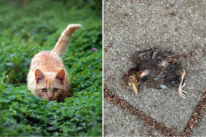 Þrastarungar eru sérstaklega berkjaldaðir fyrir köttum og öðrum rándýrum af því þeir skríða ófleygir úr hreiðrum sínum