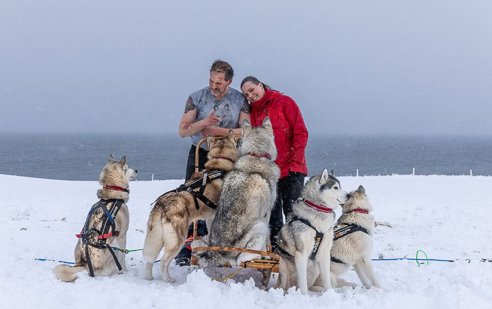 María Björk Guðmundsdóttur og Gunnar Eyjörð Ómarsson hjá Gohusky hundum, sem eru með sleðahundafyrirtæki á bænum Glæsibæ í Hörgársveit í Eyjafirði hafa meira en nóg að gera í kringum hundana sína og að sinna ferðamönnum, sem vilja hitta þá og þau. Keppni á þeirra vegum með hunda verður síðustu helgina í júní.